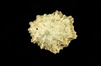 藏品(星笠螺)的圖片